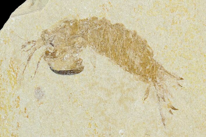 Fossil Mantis Shrimp (Pseudosculda) - Lebanon #123994